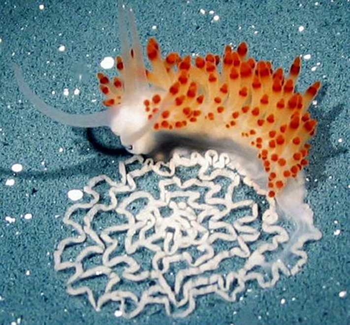 Flabellina goddardi